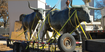 7 bronze longhorn statues are back in their natural habitat after being temporarily relocated for the Waco Suspension Bridge renovation project