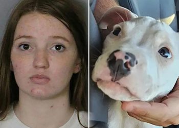 Mother left everyone in disbelief after they heard her excuse why she left her baby alone with pit bull only for the dog to chew on the child’s hands and leave her without 5 fingers!