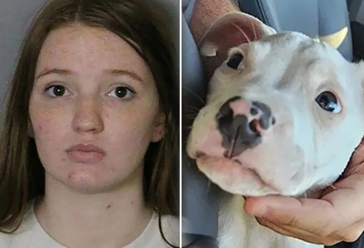 Mother left everyone in disbelief after they heard her excuse why she left her baby alone with pit bull only for the dog to chew on the child’s hands and leave her without 5 fingers!