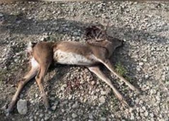 Texas Game Wardens Investigate Unlawful Shooting of Buck at Waco Campground