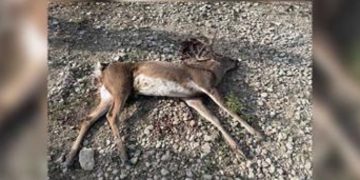 Texas Game Wardens Investigate Unlawful Shooting of Buck at Waco Campground