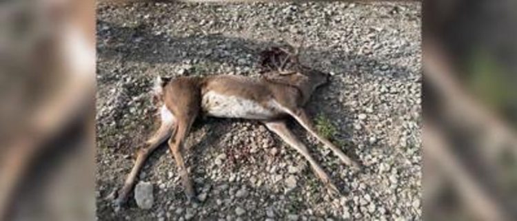 Texas Game Wardens Investigate Unlawful Shooting of Buck at Waco Campground