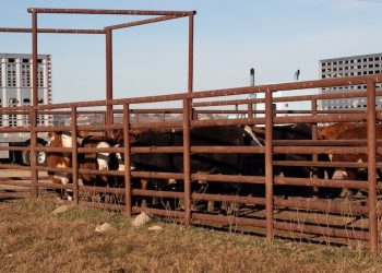 TDCJ Jim Ferguson Unit hosts online livestock sale offering valuable training opportunities for inmates