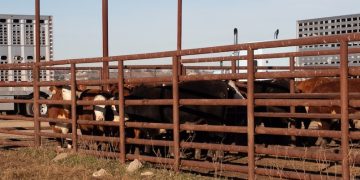 TDCJ Jim Ferguson Unit hosts online livestock sale offering valuable training opportunities for inmates