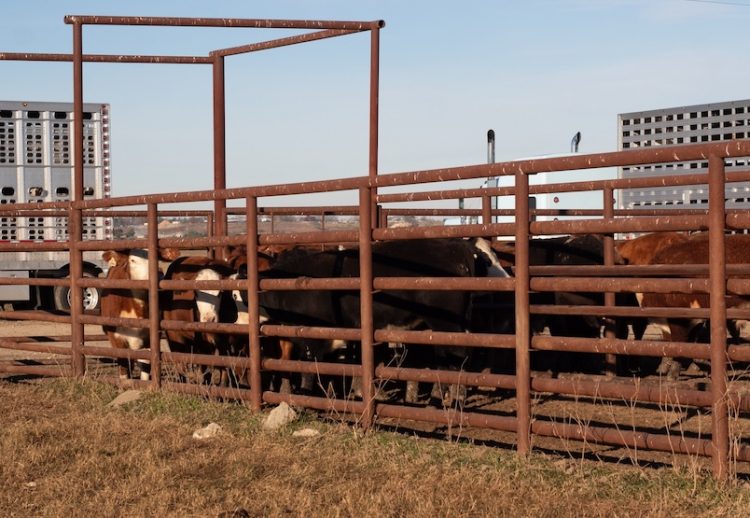 TDCJ Jim Ferguson Unit hosts online livestock sale offering valuable training opportunities for inmates