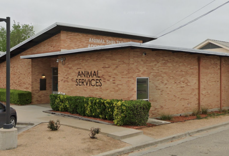 Pet Circle Waco offers new apparel to support local animal shelter