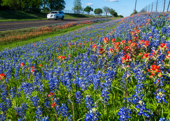 TxDOT encourages safe viewing of Texas wildflowers with interactive map