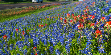 TxDOT encourages safe viewing of Texas wildflowers with interactive map