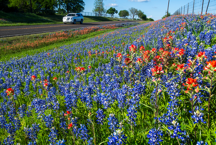 TxDOT encourages safe viewing of Texas wildflowers with interactive map