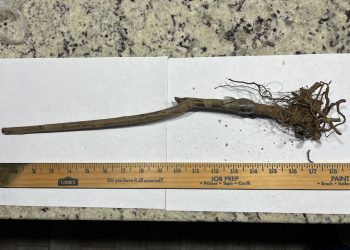 Texas Department of Agriculture collects 311 unsolicited seed packages across 64 locations, warns residents to exercise caution and report suspicious deliveries