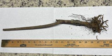 Texas Department of Agriculture collects 311 unsolicited seed packages across 64 locations, warns residents to exercise caution and report suspicious deliveries