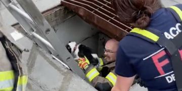 Waco Fire Department rescues dog from storm drain during morning rain