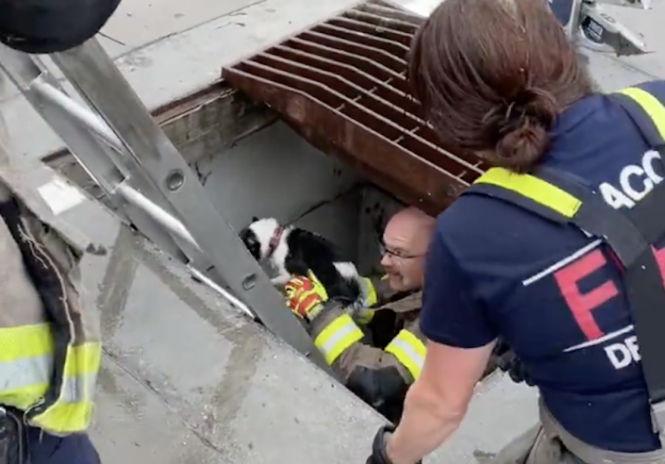 Waco Fire Department rescues dog from storm drain during morning rain