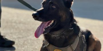 Waco K9 officer shot during suspect apprehension, dog in stable condition