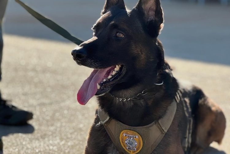 Waco K9 officer shot during suspect apprehension, dog in stable condition