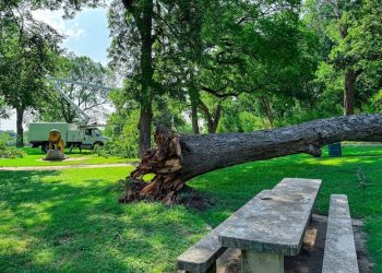 University Parks Drive closed near Pecan Bottoms due to fallen trees Cameron Park Zoo entrance temporarily inaccessible
