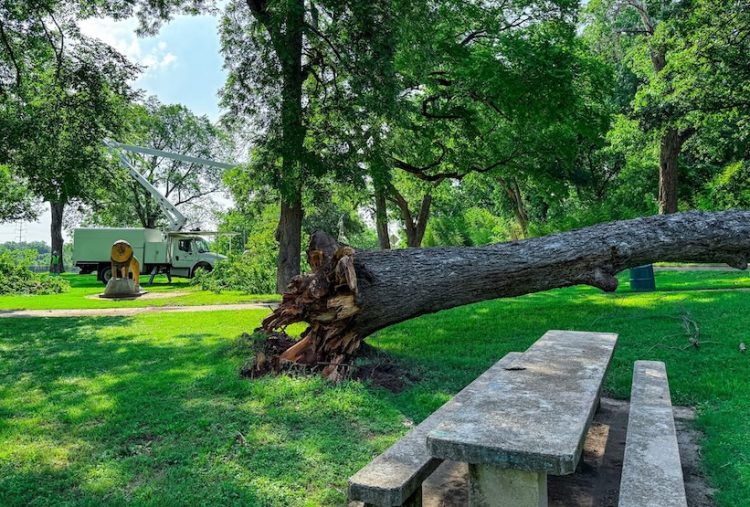 University Parks Drive closed near Pecan Bottoms due to fallen trees Cameron Park Zoo entrance temporarily inaccessible