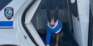 Waco Police Department welcomes K9 Andor home after recovery journey