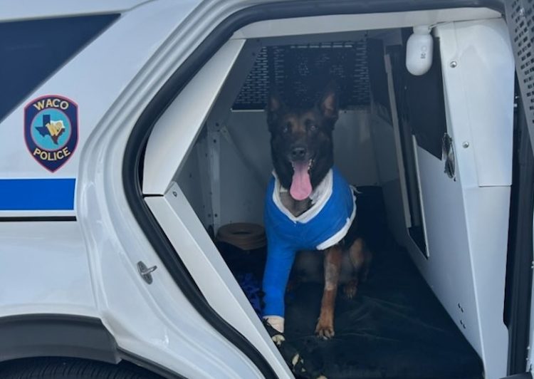 Waco Police Department welcomes K9 Andor home after recovery journey