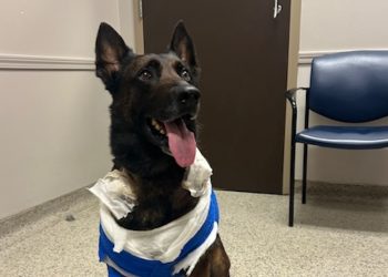 Waco Police Department expresses deep gratitude to medical partners who saved K9 Officer Andor