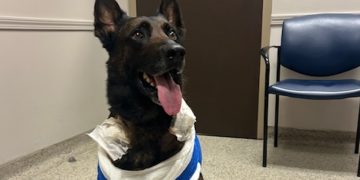 Waco Police Department expresses deep gratitude to medical partners who saved K9 Officer Andor