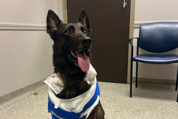 Waco Police Department expresses deep gratitude to medical partners who saved K9 Officer Andor