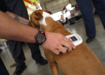Waco Fire Department encourages residents to microchip pets to keep them safe and close to home