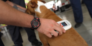 Waco Fire Department encourages residents to microchip pets to keep them safe and close to home