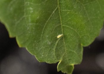 Texas Agriculture Department takes action after cotton jassid detected on hibiscus plants