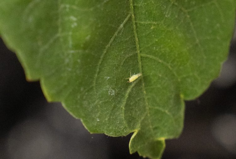 Texas Agriculture Department takes action after cotton jassid detected on hibiscus plants