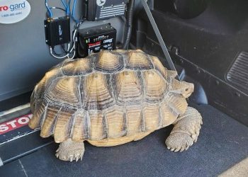 Tortoise safely removed from China Spring Highway by local officers