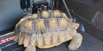 Tortoise safely removed from China Spring Highway by local officers