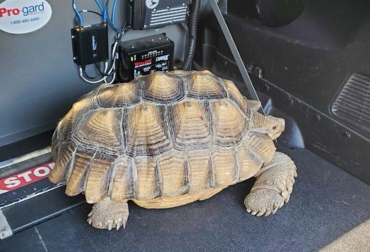 Tortoise safely removed from China Spring Highway by local officers
