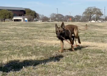 Waco PD welcomes new K9 officer Ike to the department