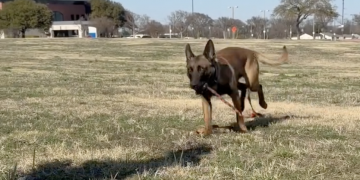 Waco PD welcomes new K9 officer Ike to the department