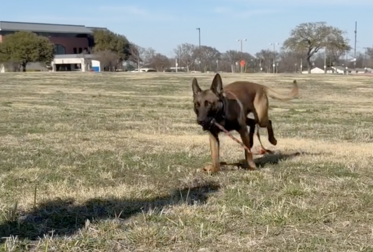 Waco PD welcomes new K9 officer Ike to the department