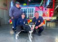 Firefighters from Waco Fire Station #2 help socialize 3-year-old Husky mix available for adoption