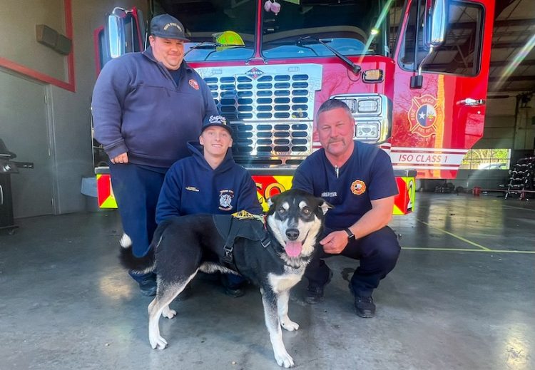 Firefighters from Waco Fire Station #2 help socialize 3-year-old Husky mix available for adoption
