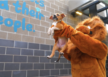 Pet Circle Regional Animal Center reaches capacity, City of Waco urges residents to adopt