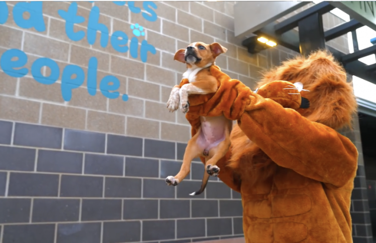 Pet Circle Regional Animal Center reaches capacity, City of Waco urges residents to adopt