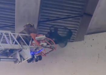 DFR crews rescue dog stuck on bridge pillar during difficult animal call