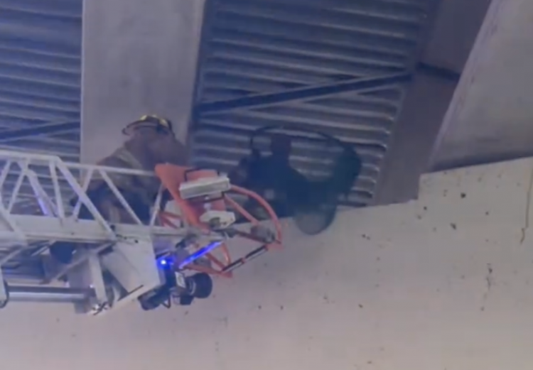 DFR crews rescue dog stuck on bridge pillar during difficult animal call