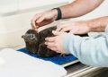 City of Waco announces birth of first South African penguin chick at Cameron Park Zoo