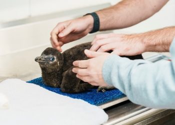 City of Waco announces birth of first South African penguin chick at Cameron Park Zoo