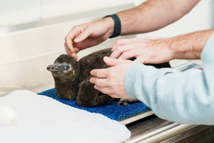 City of Waco announces birth of first South African penguin chick at Cameron Park Zoo