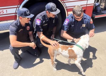 WFD crews from Station #1 visit resilient rescue dog recovering after being hit by car