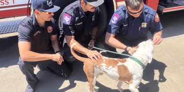 WFD crews from Station #1 visit resilient rescue dog recovering after being hit by car