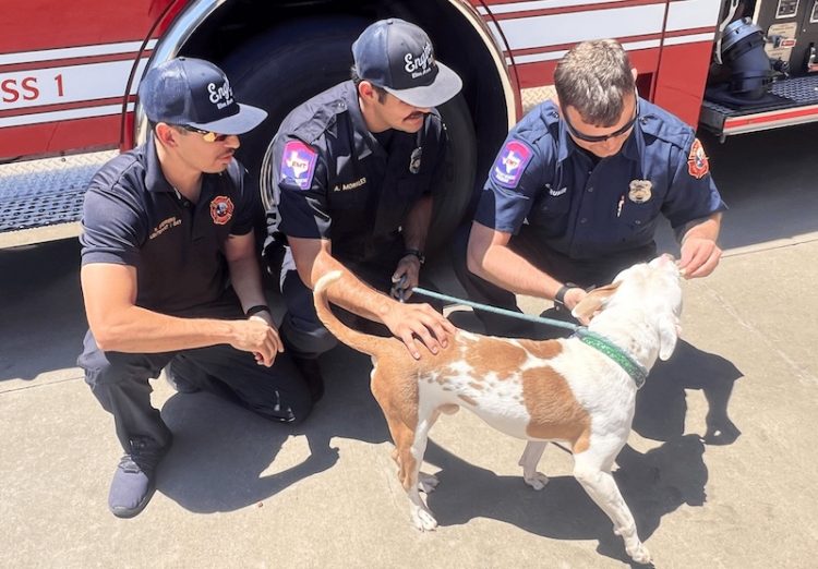 WFD crews from Station #1 visit resilient rescue dog recovering after being hit by car