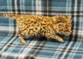 City of Waco celebrates first-ever black-footed cat kitten born at Cameron Park Zoo