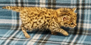City of Waco celebrates first-ever black-footed cat kitten born at Cameron Park Zoo